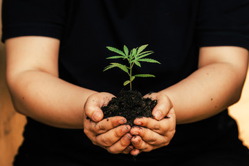 The second hand is carrying marijuana seedlings that will be pla