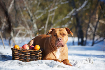 dog with the basket