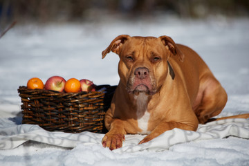 dog with the basket