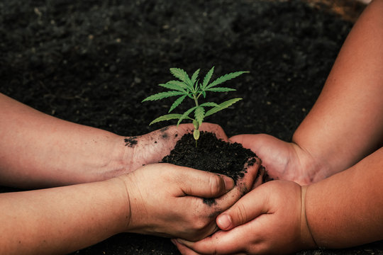 Adults and children hold small marijuana trees on the floor. Ear