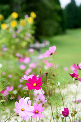 pink and purple flowers in a green meadow