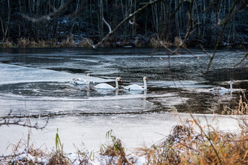 Swans are moving from ice to the water
