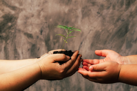 Adults and children hold small marijuana trees on the floor. Ear