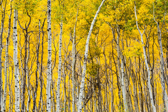 Aspen forest (Populus tremuloides) in fall color in Vail, Colorado