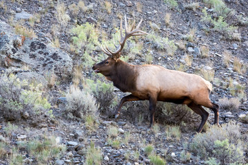 Elk or Wapiti (Cervus canadensis)