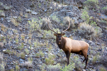 Elk or Wapiti (Cervus canadensis)