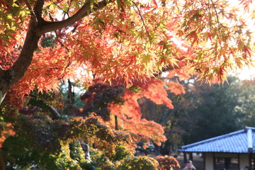 Autumn leaves of Nara Park in Japan