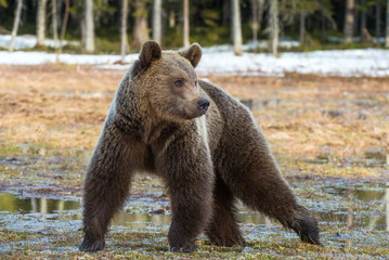 Fototapeta premium Wild Adult Brown Bear (Ursus arctos) on a bog in spring forest.