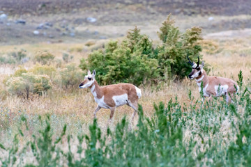 Pronghorn (Antilocapra americana)