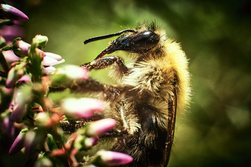 Fluffy bee on the flower