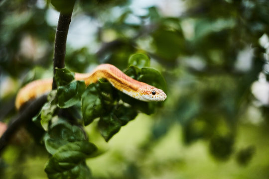 Curious snake crawling among the apple leaves