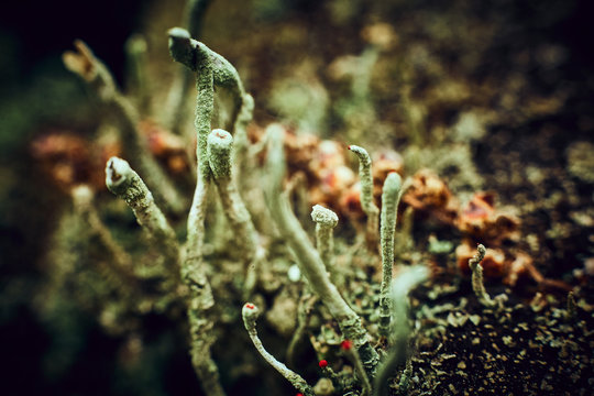 Macrophoto of green lichen