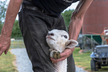 Neuseeland Südinsel - Schaffarm in der Canterbury Region