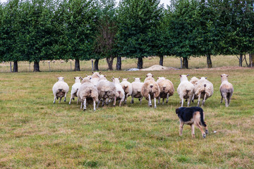 Neuseeland Südinsel - Schaffarm in der Canterbury Region