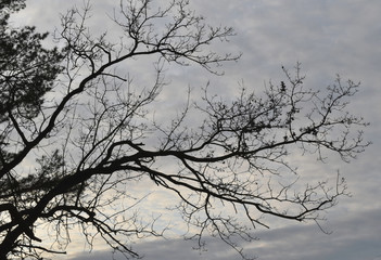 Fototapeta na wymiar Silhouette of a tree branch against the sky.
