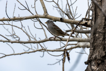 White-crowned Sparrow (Zonotrichia leucophrys)