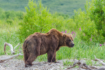Brown Bear - Kamchatka - Russia