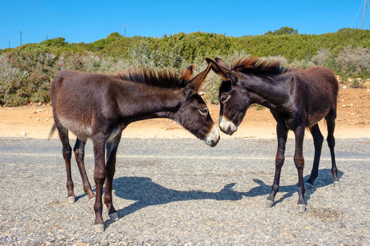 Wild donkeys on the Karpaz Peninsula, Rizokarpaso, Cyprus