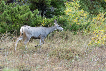 Fototapeta na wymiar Mule Deer (Odocoileus hemionus)