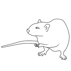 Black outline of Rat on a white background