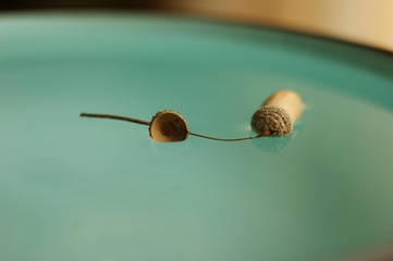 Cap of acorn. Empty autumn acorn hat floating in blue water