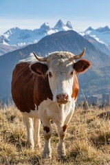 Vaches de Savoie