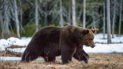 Plakat Wild Adult Brown Bear (Ursus arctos) on a bog in spring forest.
