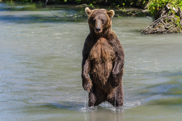 Brown Bear - Kamchatka - Russia