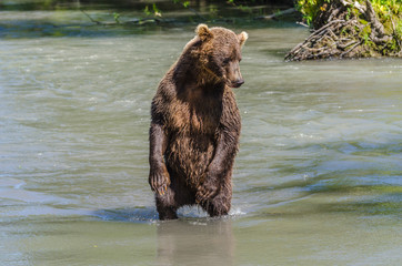 Brown Bear - Kamchatka - Russia
