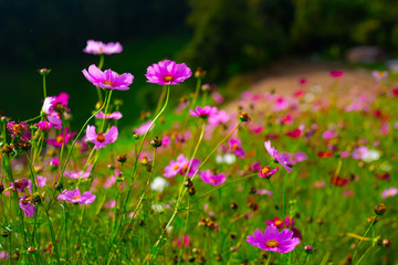 beautiful field flowers pink and green background.season winter