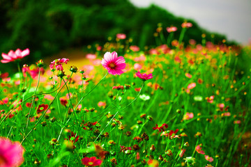 Obraz na płótnie Canvas beautiful field flowers pink and green background.season winter