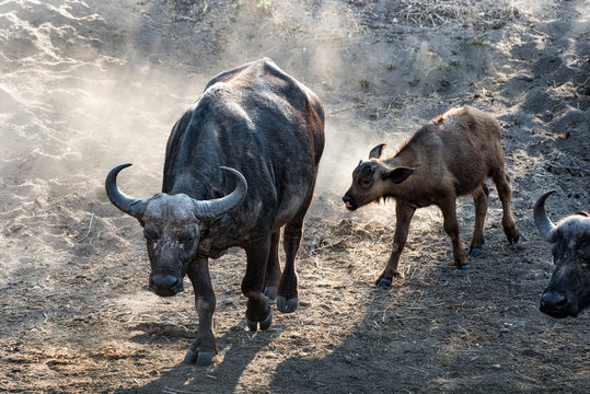 Female African buffalo with calf walking down a dusty slope