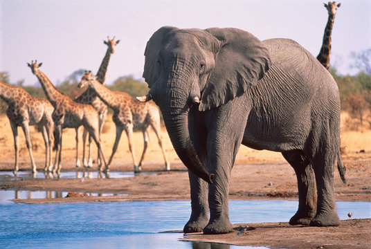 African elephant and giraffes at a watering hole