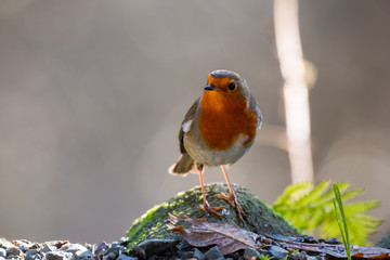 European Robin Standing on a Rock