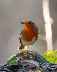 European Robin Standing on a Rock