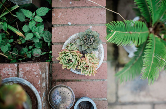cactus plants in a bowl outside on a wall in england