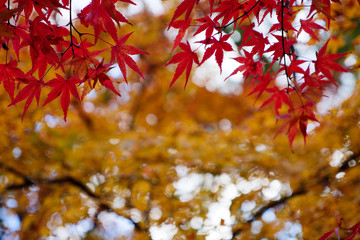 赤くなったもみじ