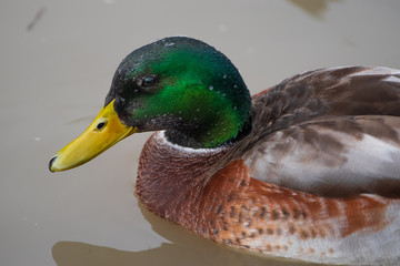 Mallard in the Russian River