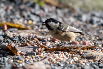 Coal Tit Standing on the Ground Feeding on Seeds