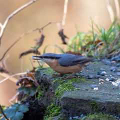 Nuthatch with Food in its Beak Ready to Take Flight