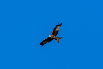 Fototapeta na wymiar Majestic Red Kite in Flight