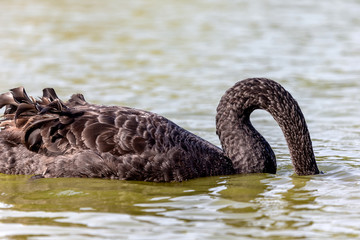 Fototapeta premium Beautiful black swan hiding head in the water in the lake