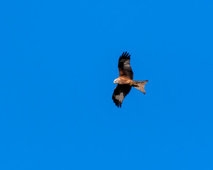 Majestic Red Kite in Flight