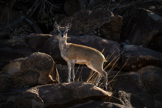 A klipspringer standing atop a boulder