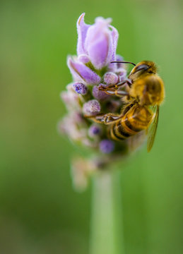 Bee landing on lavender flower