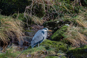 Grey Heron Hunting Near A River