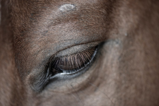Horse eye