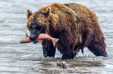 Brown bear and salmon