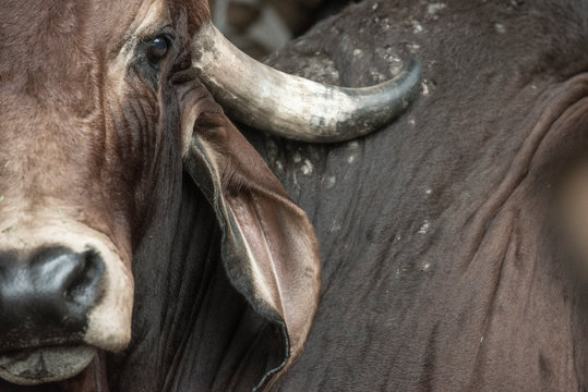 Ox Close-Up