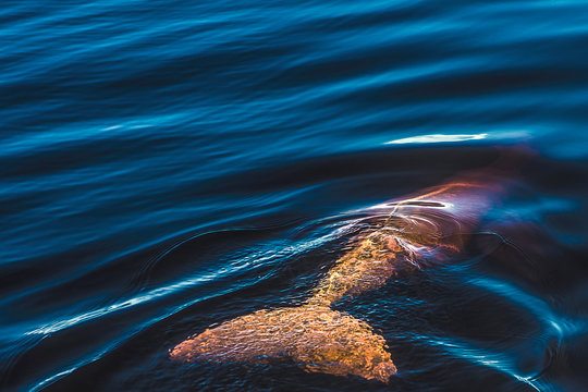 Dolphin tail in Rio Negro